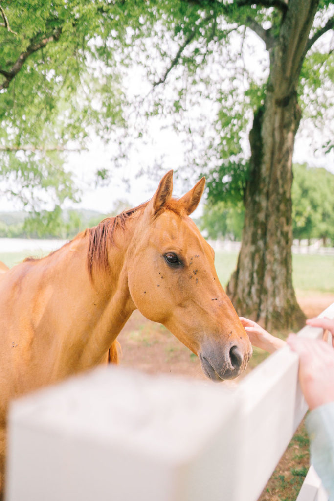 a beautiful brown horse standing next to a white fence being pet by a woman, with a green tree behind him. 