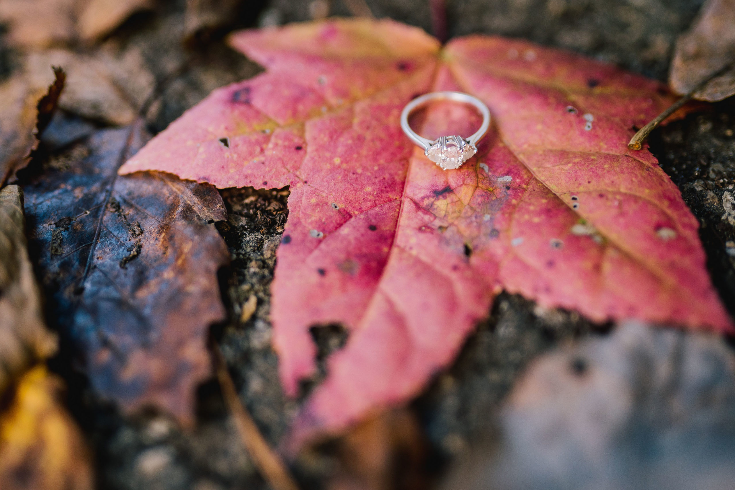 detail shot of an engagement ring on a bright red fall leaf